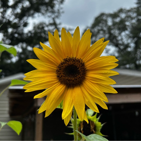 Meet your Posher, Abby - Picture 4 of 12